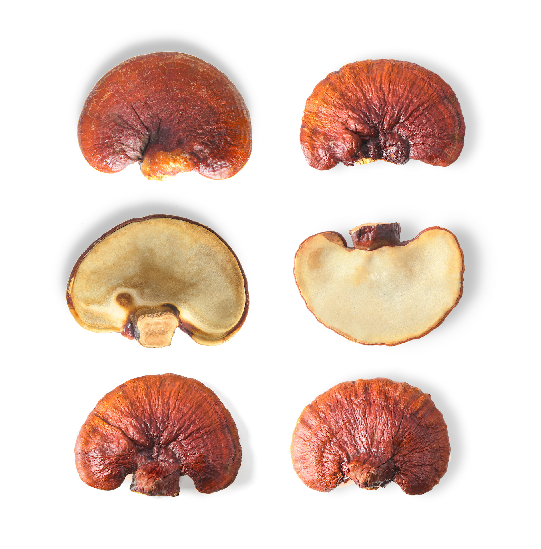 Red Reishi tablety